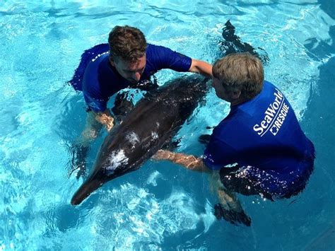 Seaworld Treating Rough Toothed Dolphin Rescued Off Clearwater Beach
