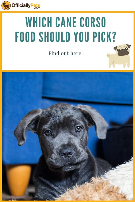 Best Dog Food For Cane Corso Puppy Earleen Lyster