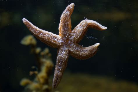 Love Hormone Has Stomach Turning Effect In Starfish Hormones Crown