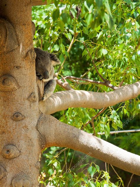 Australian Koala Bear — Stock Photo © Alexandros33 11454682