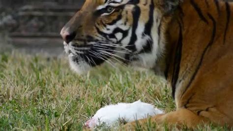 Malayan Tiger Eats White Bunny Rabbit Hd Youtube