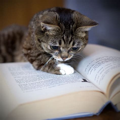 85 Best Cats And Dogs Reading Images On Pinterest Kitty