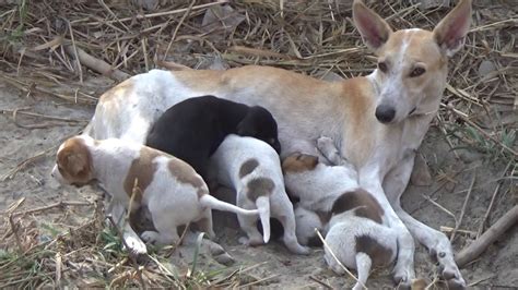 Mother Dog Feeding The Puppies Youtube