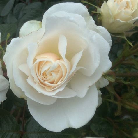 White Cloud Rose Eastcroft Roses