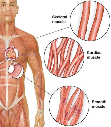 Smooth muscle histology and diagram (inlet). Smooth Muscle Cells Archives