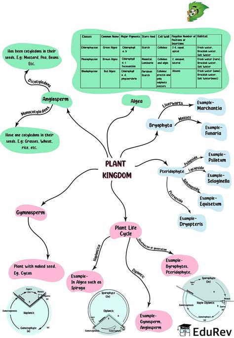 Top 111 Animal Kingdom Concept Map