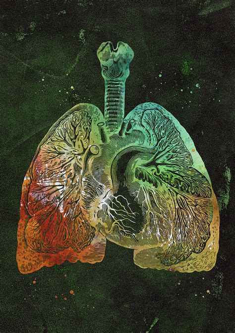 Lungs And Heart Digital Art By Erzebet S Fine Art America