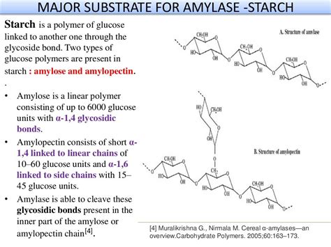 Presentation On Amylase Enzyme