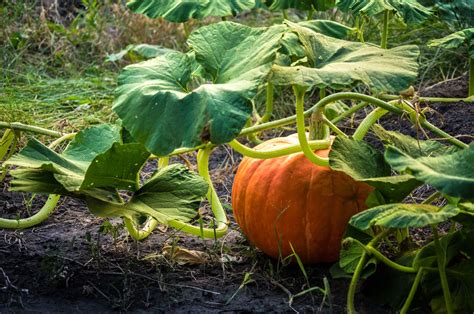 When To Plant Pumpkins So Theyre Ready For Halloween Garden Care Lawn