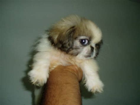 Are you searching for a healthy teacup puppy for adoption? pekingese puppy for sale FOR SALE ADOPTION from Perak Ipoh ...