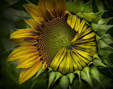 sunflower #2 | Sunflower pictures, Sunflower, Sunflower garden