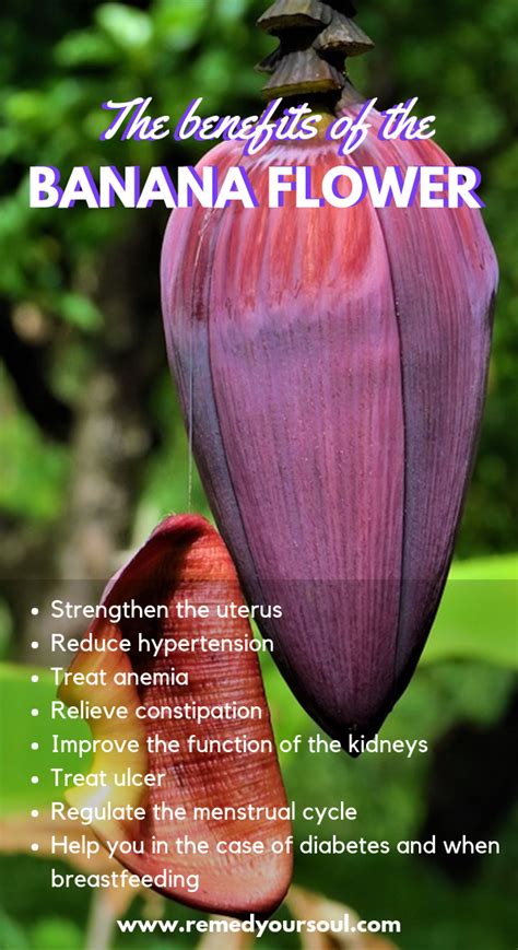 The Benefits Of The Banana Flower Banana Flower Coconut Health Benefits Natural Cures