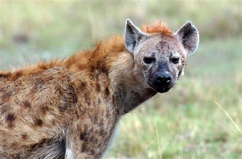 Fun Facts About The Spotted Hyena Africa Geographic