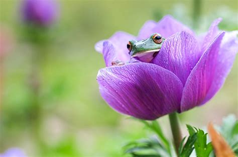 Frog Full Hd Wallpaper And Background Image 1920x1267 Id355923