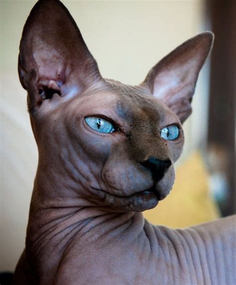 Sphynx Cats And Their Fascinating Intriguing Beauty Viral Cats Blog
