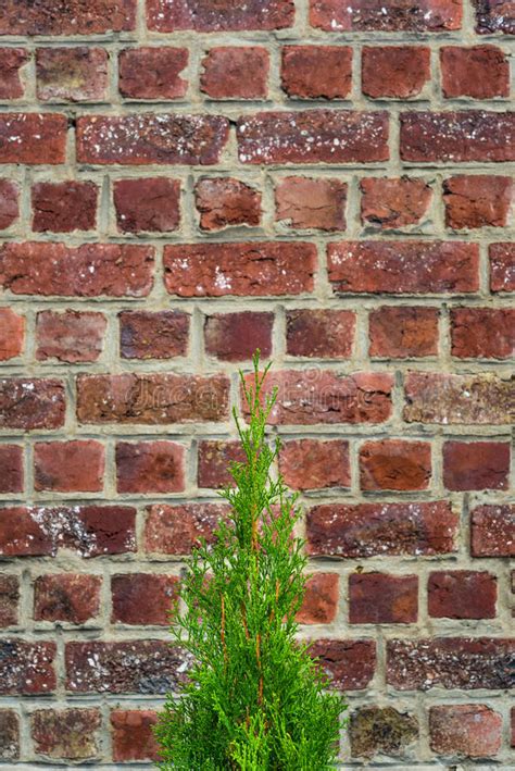Green Thuja Tree On Old Red Brick Wall Background Stock Photo Image