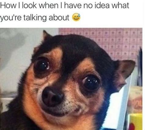 No Idea What Youre Talking Funny Meme Dog Memes Funny Dogs Funny