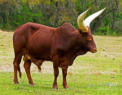 Ankole Watusi Cattle Photograph By Millard H Sharp Pixels