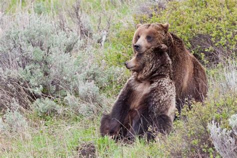 Yellowstones Grizzly Bears Should Not Be Hunted Focusing On Wildlife