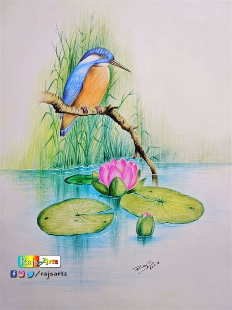 Quiet Nature Color Pencil Art Nature Art Drawings Bird Watercolor