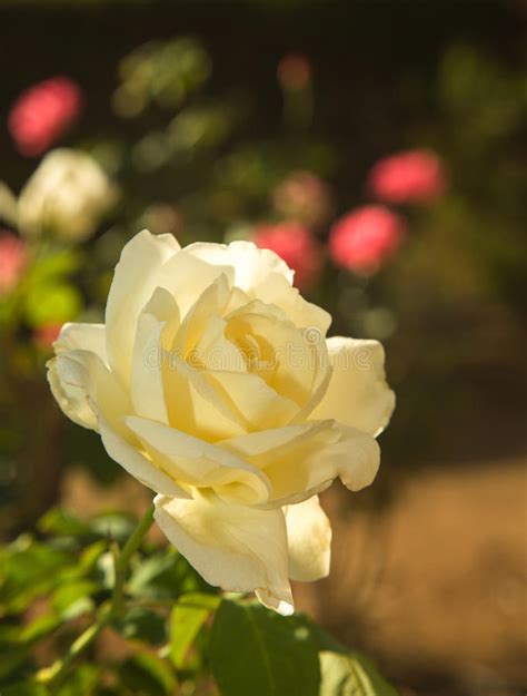 White Rose Flower Stock Image Image Of Nature Stem 31623377