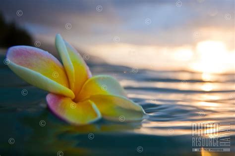 Plumeria Floating In The Ocean At Sunset Hawaii Art Sunflower