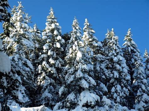 Stock Image Of Evergreen Trees Covered In Snow Snow Covered Trees