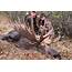 Alaska Moose Hunting  Vast Guided Hunts