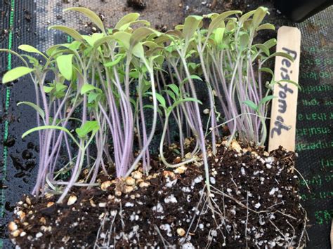 Transplant Tomato Seedlings Donna Balzer