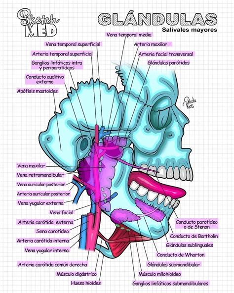 Medicine Notes Medicine Babe Human Anatomy And Physiology Anatomy Sketches Medical