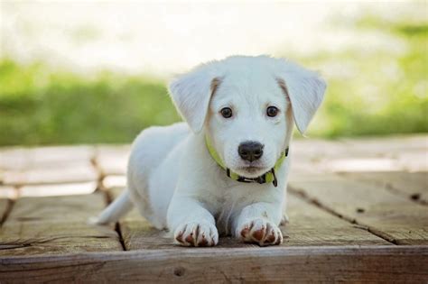 3 Favorite Small White Dog Breeds With Pictures Characteristics And Facts