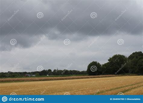 Cloudy Sky Over The Agricultural Field After Harvesting Tree Canopy