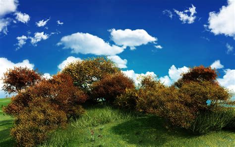 Brown Tall Trees With Green Grass Field Under White Cloud Blue Skies Hd