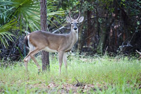 Whitetail Deer Florida Whitetail Deer In John Chestnut Par Flickr