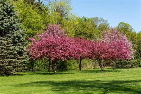 Show Time Crabapple Tree For Sale Buying And Growing Guide