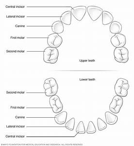 Labeled Diagram Of Teeth For Kids