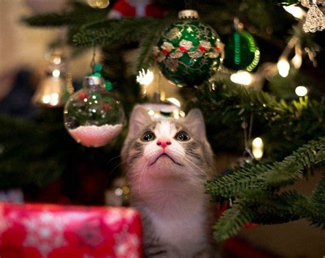 120 Incredible And Festive Christmas Names For Cats Male And Female