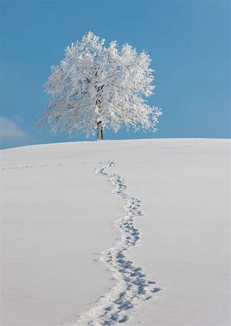 A téli természet csodálatos magánya - Juno.hu | Természet, Természetfotózás, Táj