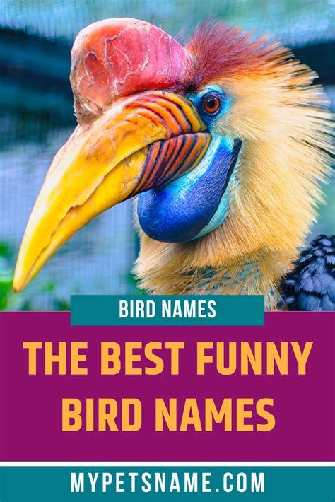 We Understand That Finding The Perfect Name For Your Pet Bird Can Be