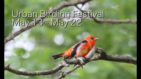 Twin Cities Urban Birding Festival Youtube