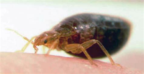 Feeding Adult Bed Bug Credits Joe Smith University Of Florida