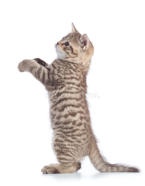 Standing Kitten Cat Side View Isolated On White Stock Photo Image Of