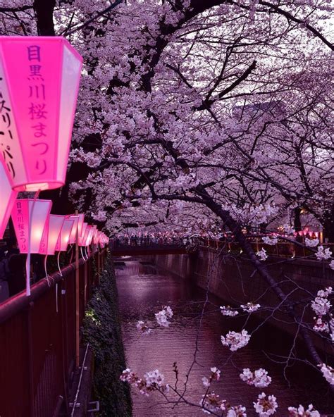 Visiting Tokyo This Spring 🌸 Read Our Blog Post Most Beautiful Spots