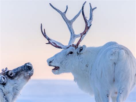 Cold Winter Wild Animals Reindeer Northern Siberia 5k Preview