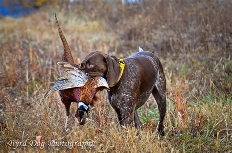 Adventures Of A Gsp Hunting Dog First Pheasant Hunt Of The Season
