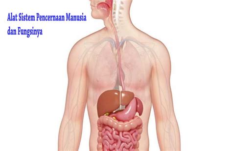 We did not find results for: √ 10 Sistem Pencernaan Manusia dan Fungsinya | Guru Sains
