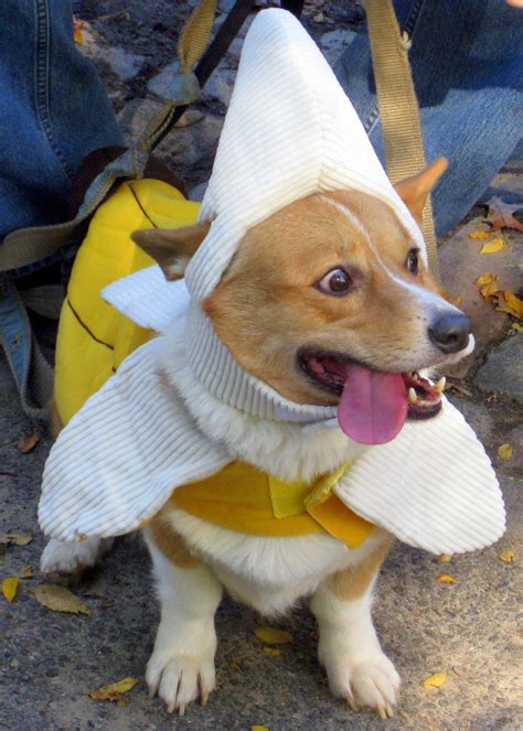 A Very Doggy Halloween Part 1 Dogsandfashion