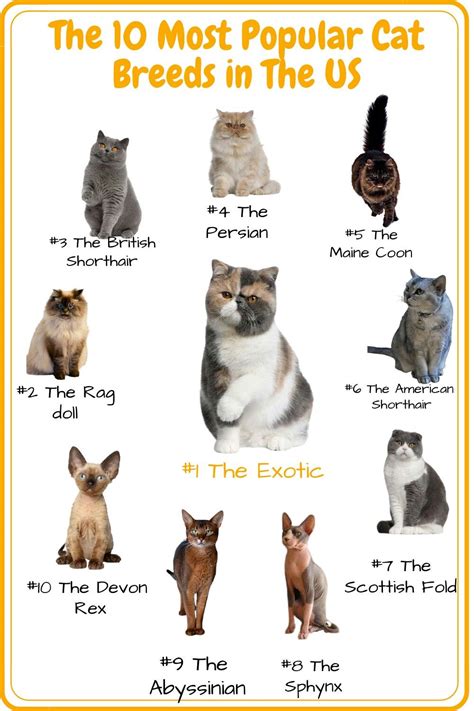 Types Of Cats Breeds Cat Breeds List Cat Breeds Chart Common Cat