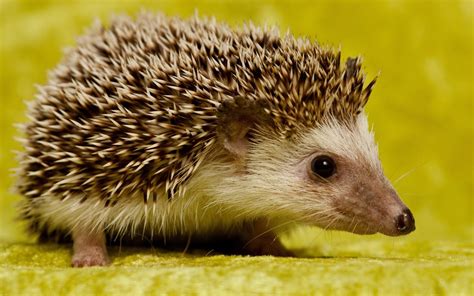 Hodder Designs Hedgehogs