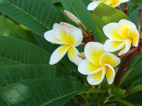 Free Download Red Plumeria Flowers Wallpapers Hd Wallpapers 1920x1200